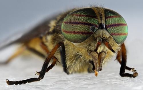 Hybomitra distinguenda